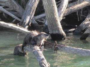 Sacramento River Otter